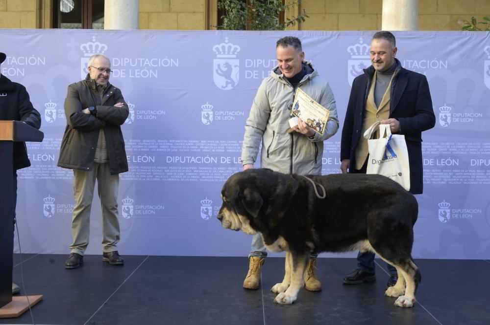 Mejores mastines 2024 25