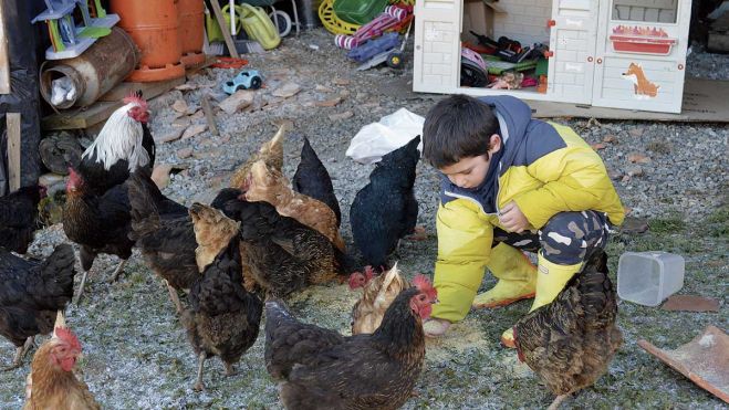 Iván le da de comer a las gallinas, después irá a buscar los huevos en los nidos; a su hermana Paula le gusta más coger las gallinas y llevarlas. | F. FERNÁNDEZ