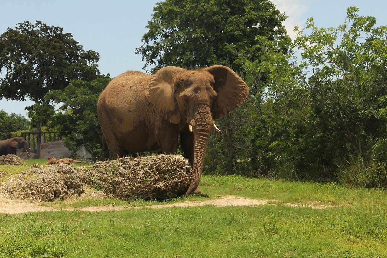 Imagen de archivo de un elefante. | PIXABAY