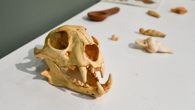 Muestra sobre Altamira. Muestra sobre Altamira.