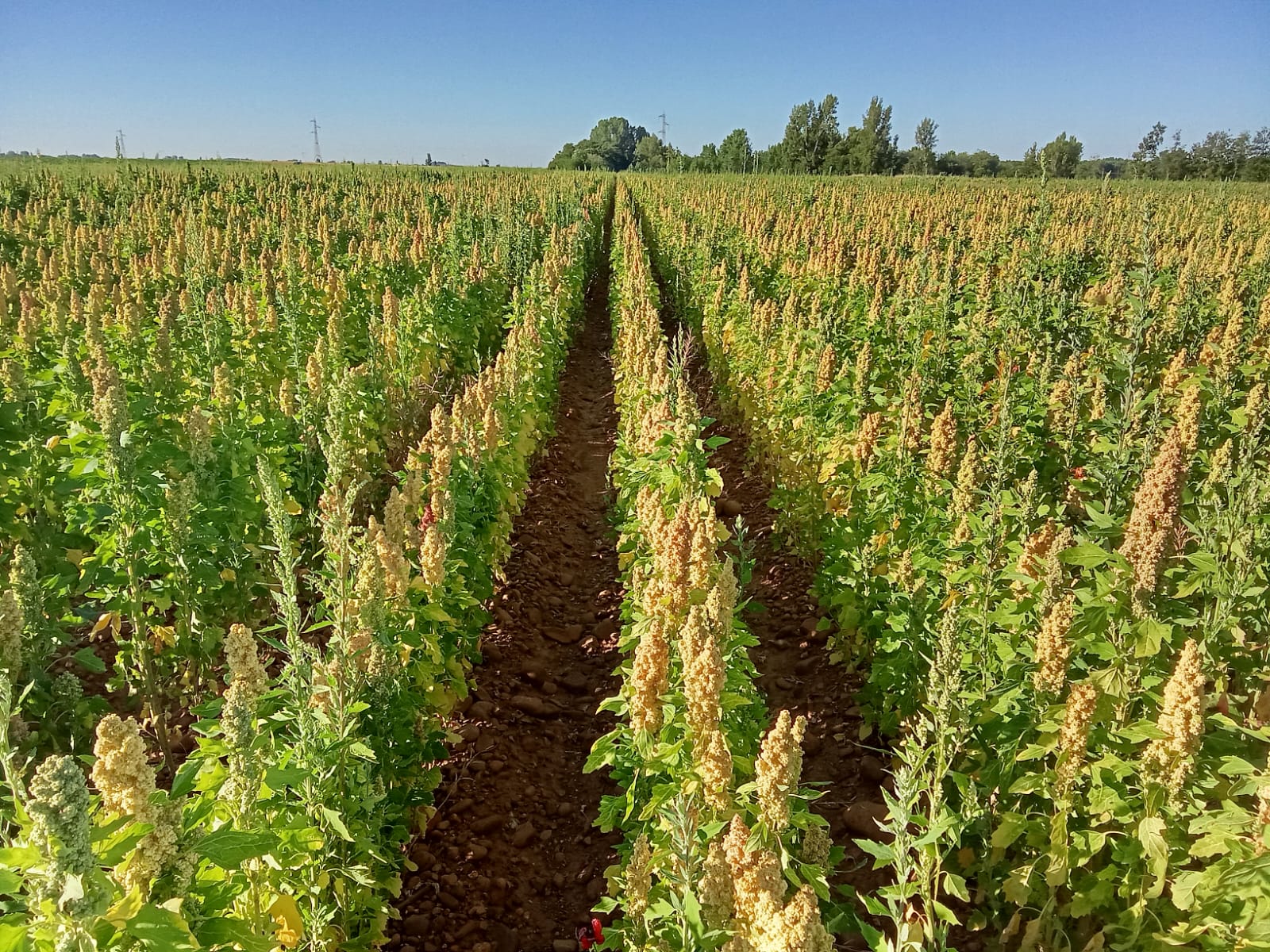 Vista de un cultivo de quinoa en la comarca del Páramo leonés. | L.N.C.