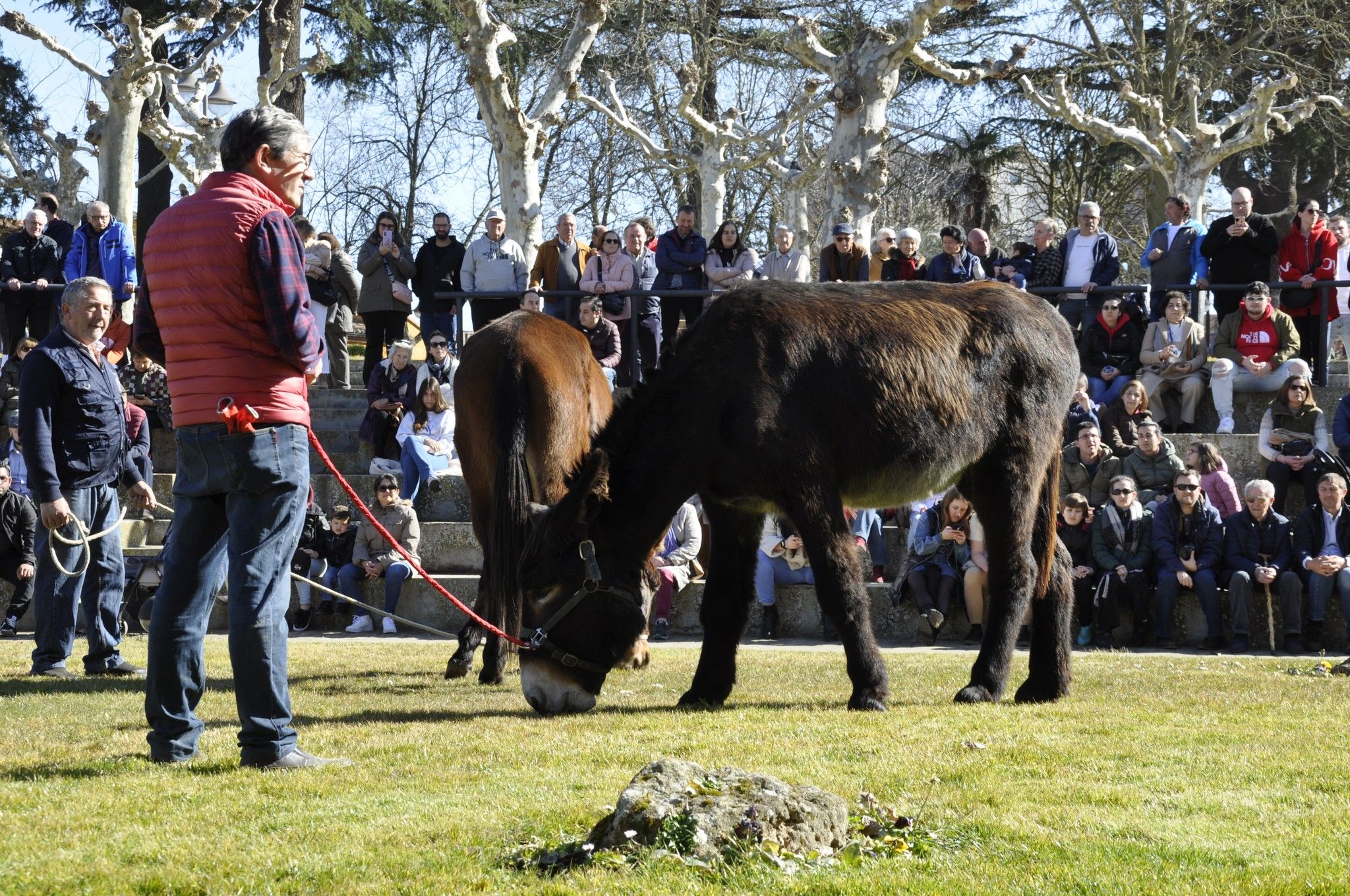 El concurso busca poner en valor la raza zamorano-leonesa. | L.N.C.