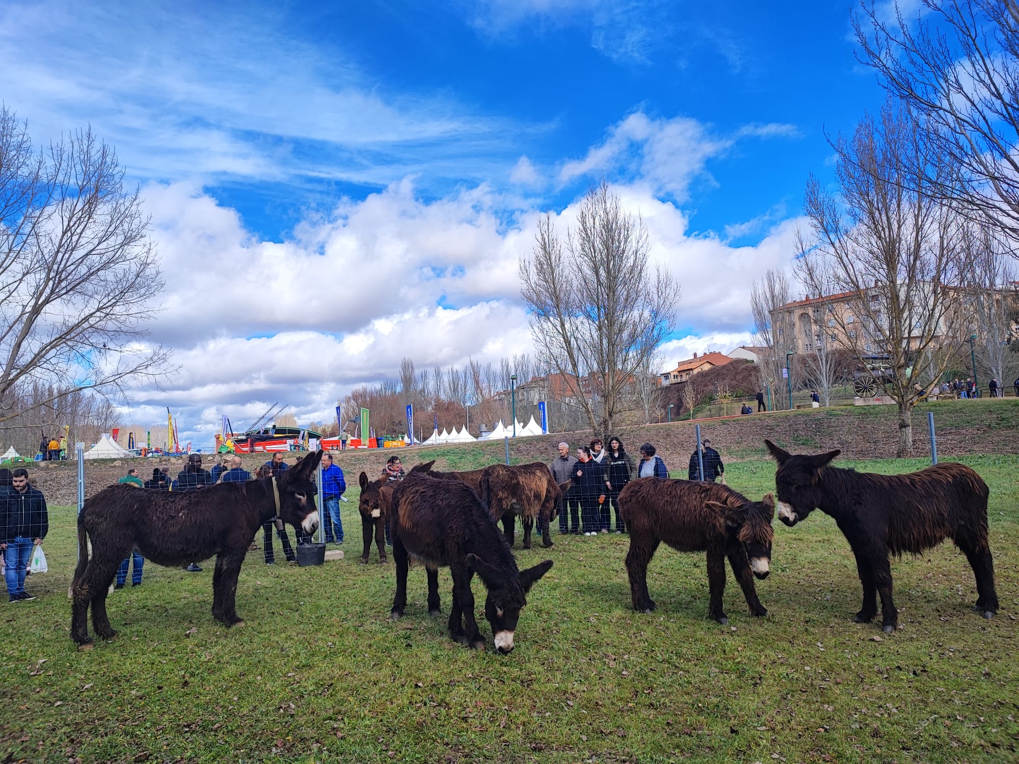 Exposición de los burros de raza zamorano-leonesa en la jornada del sábado de una edición anterior. | L.N.C.