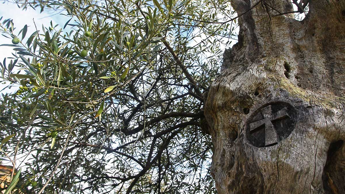 Marca de la Cruz de Santiago en un olivo centenario en la localidad del Bierzo Alto de Labaniego (León), por donde discurre el 'Camino olvidado'. | ICAL