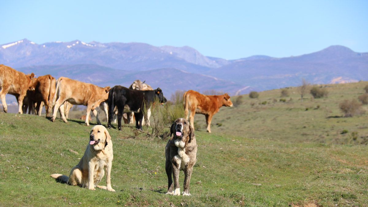 Dos perros mastines de la montaña leonesa cuidando el ganado de vacuno. | L.N.C.