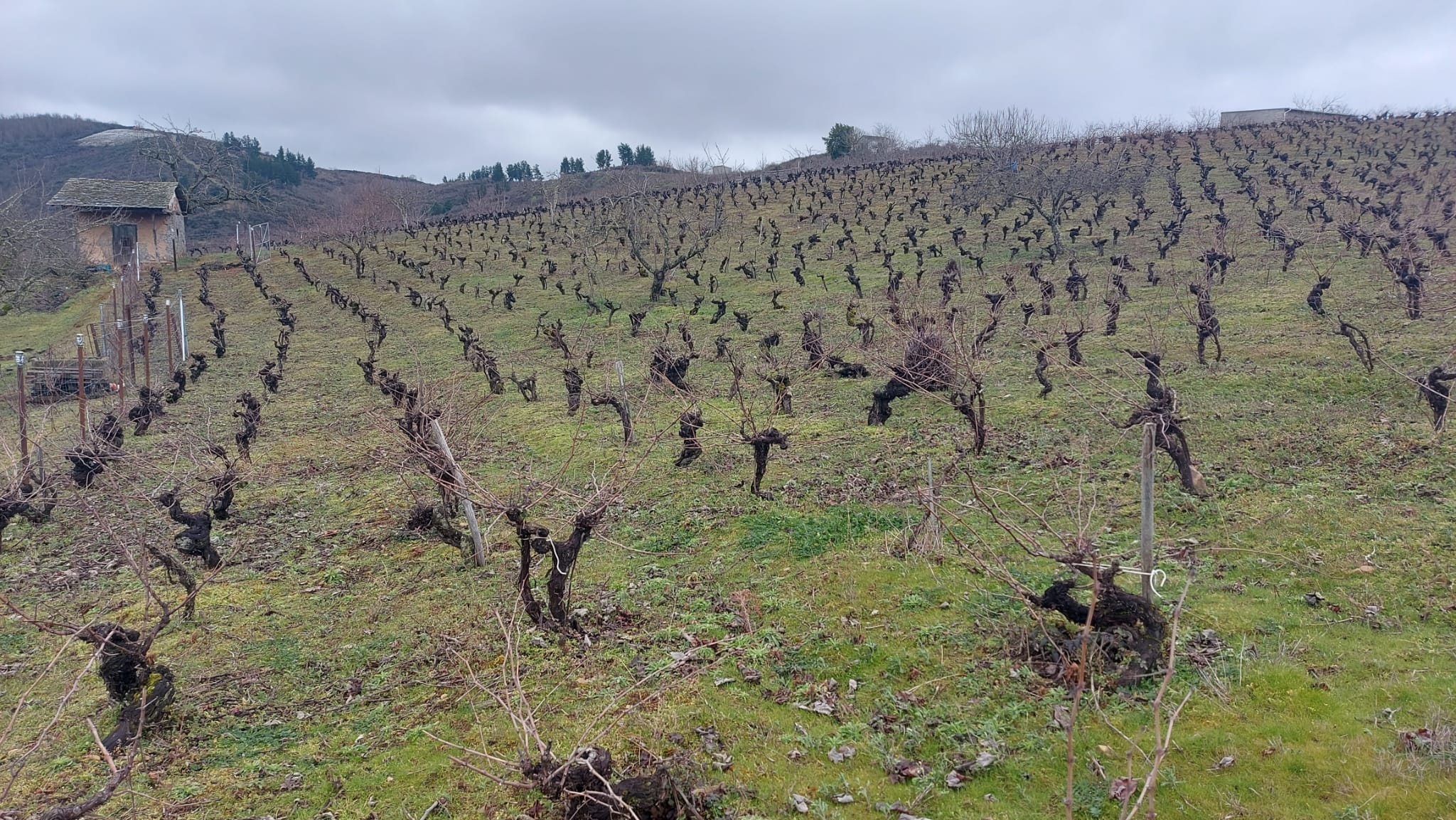 Viñedos de Cantalobos, donde nacen sus particulares caldos. |BODEGAS CANTALOBOS