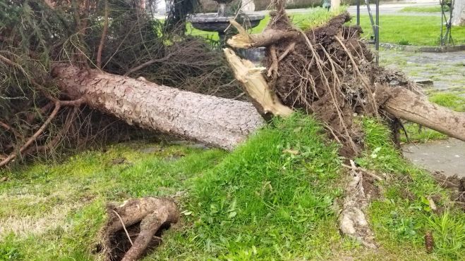 Desprendimiento de un árbol en Ponferrada. | BOMBEROS DE PONFERRADA