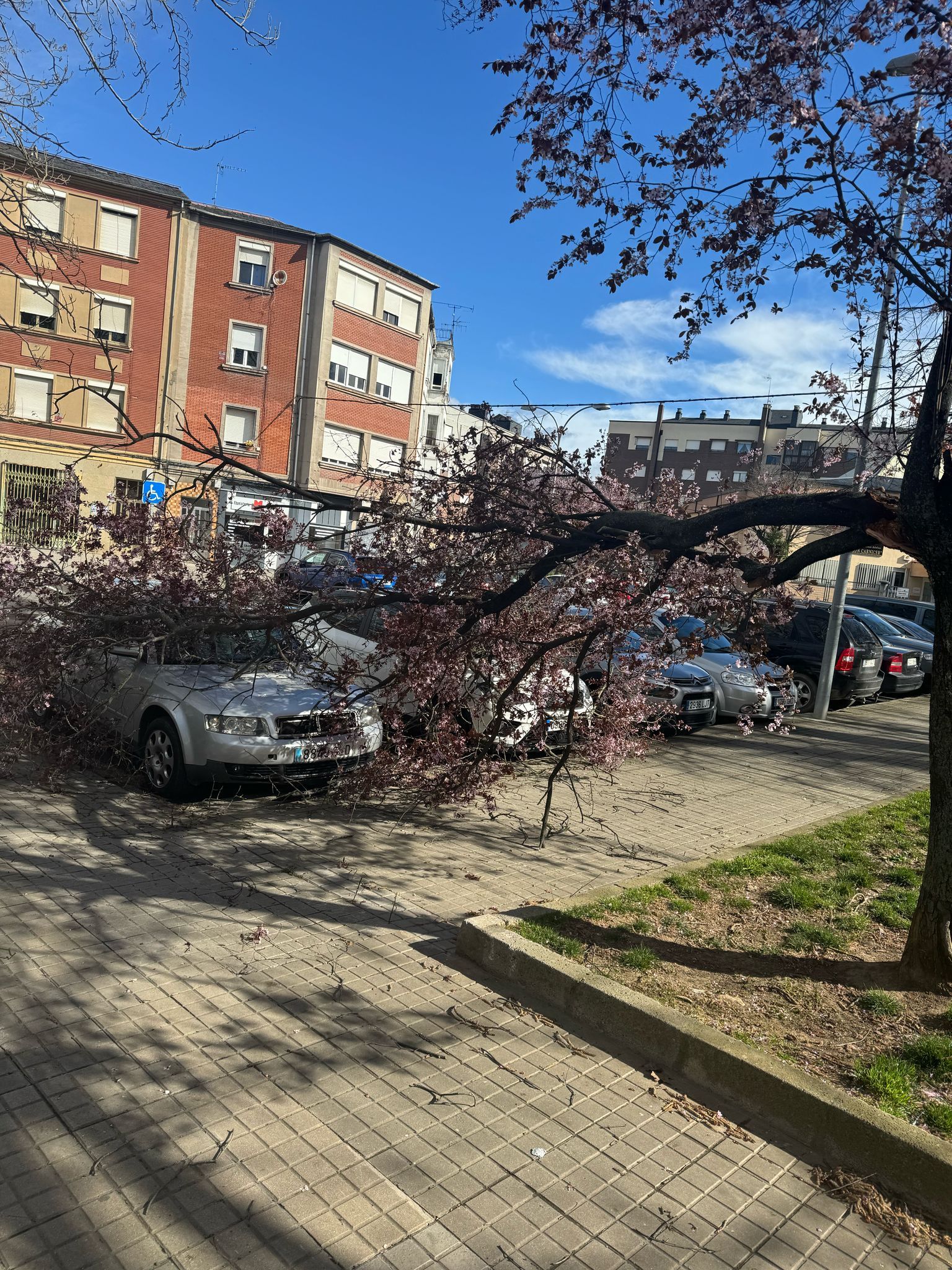 Coches dañados por la caída de un árbol . | BOMBEROS DE PONFERRADA