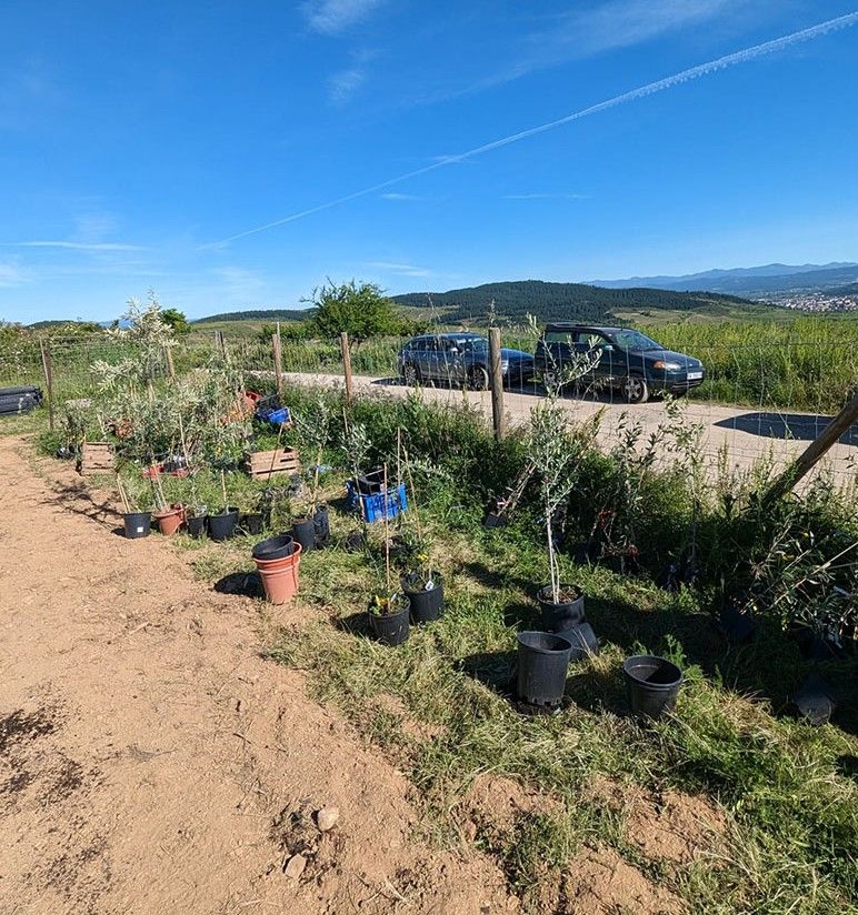 Una de las fincas bercianas donde vuelve a plantarse olivo.