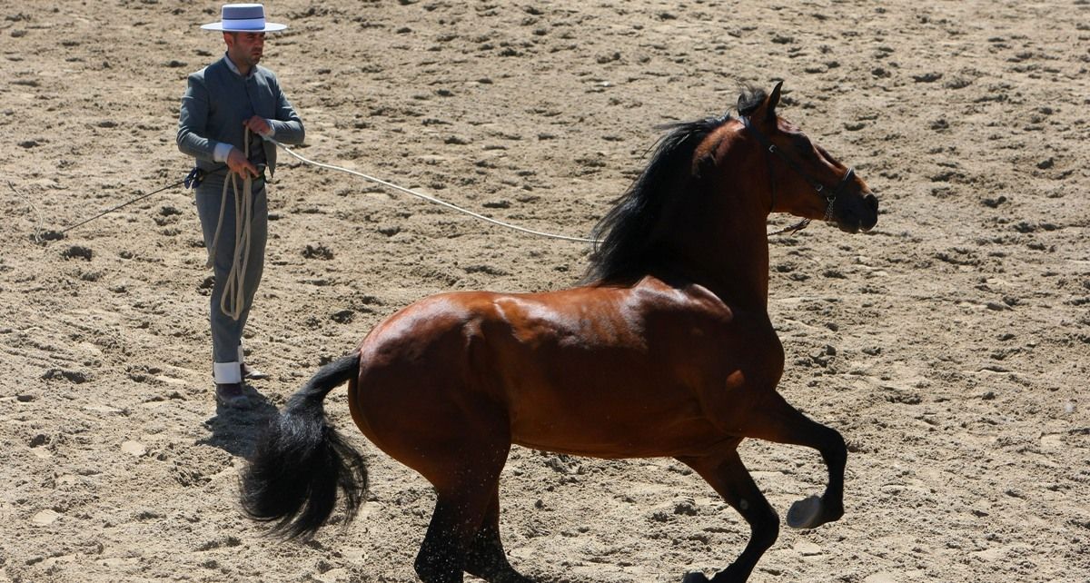 El recinto Ferial de Camponaraya repetirá como escenario hípico este fin de semana.| Ical El recinto Ferial de Camponaraya repetirá como escenario hípico este fin de semana.| Ical