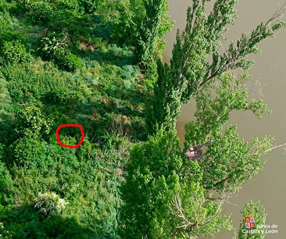 Imagen de la localización de la vaquilla, junto al Pisuerga. | 112 CYL