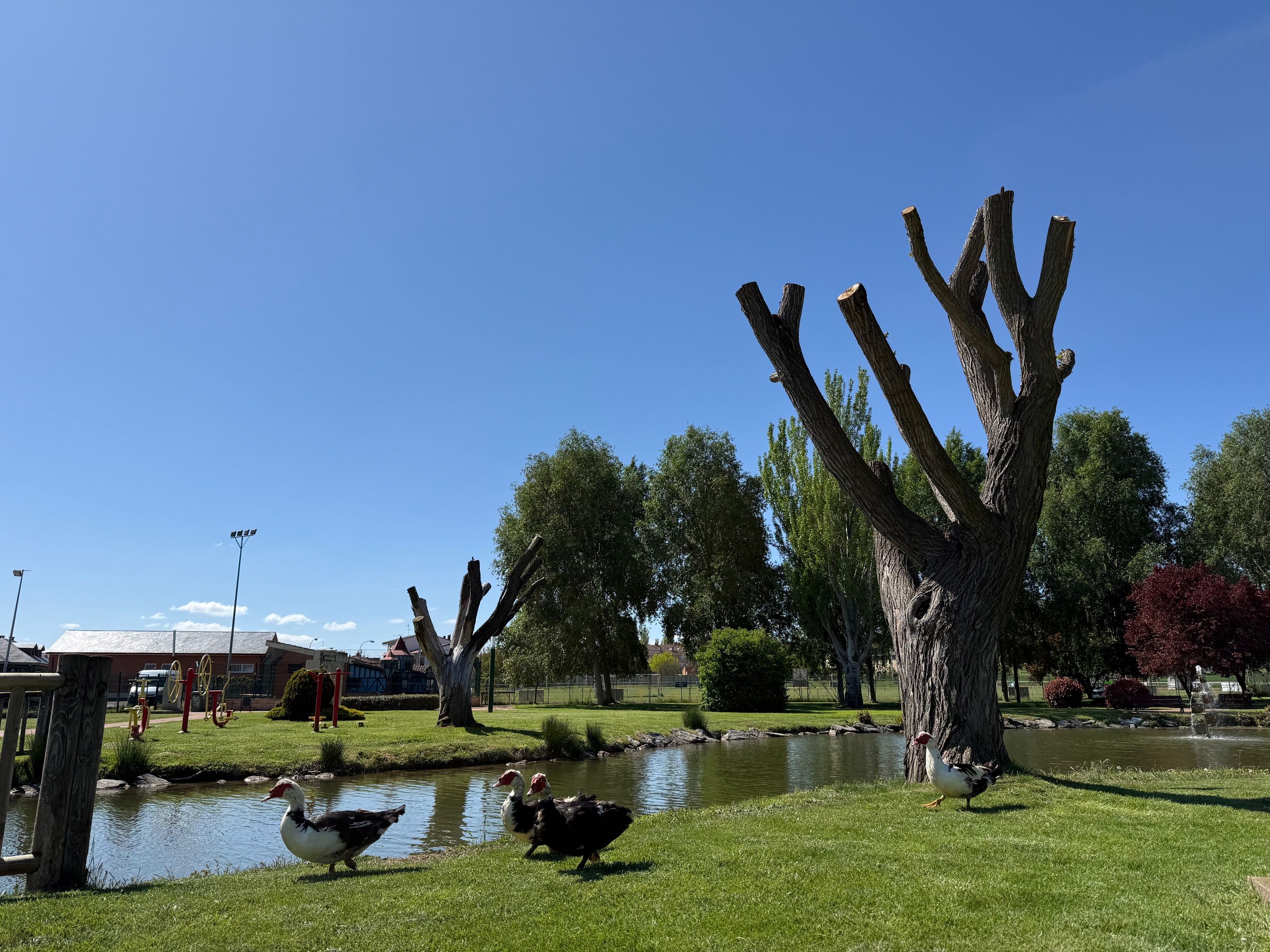 Estado actual del parque de los Patos en San Andrés. | L.N.C.