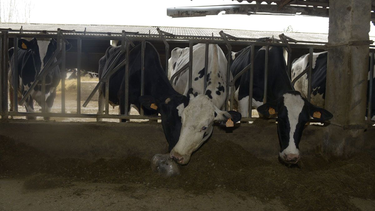 Bruselas pretende con esta línea de ayudas solventar el problema del sector lácteo. | MAURICIO PEÑA