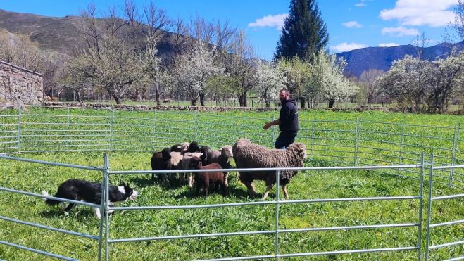 Curso de adiestramiento de perros pastores y de guarda de rebaños. | NATURGEIS Curso de adiestramiento de perros pastores y de guarda de rebaños. | NATURGEIS