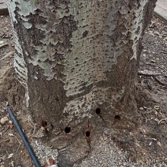 497546315 18351066388197895 6025614215436151816 n