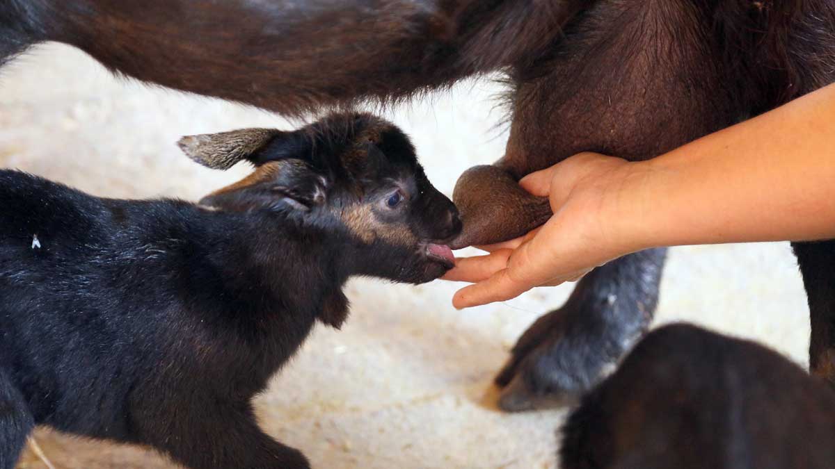 Un cabrito recién nacido es ayudado por una ganadera en su primer contacto con la leche materna. | ICAL