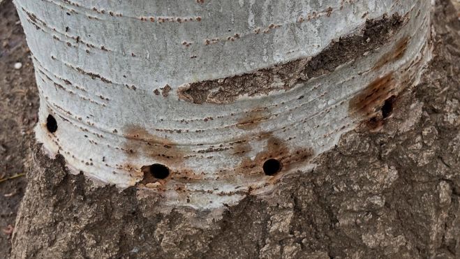 vandalismo arboles palomera vandalismo arboles palomera
