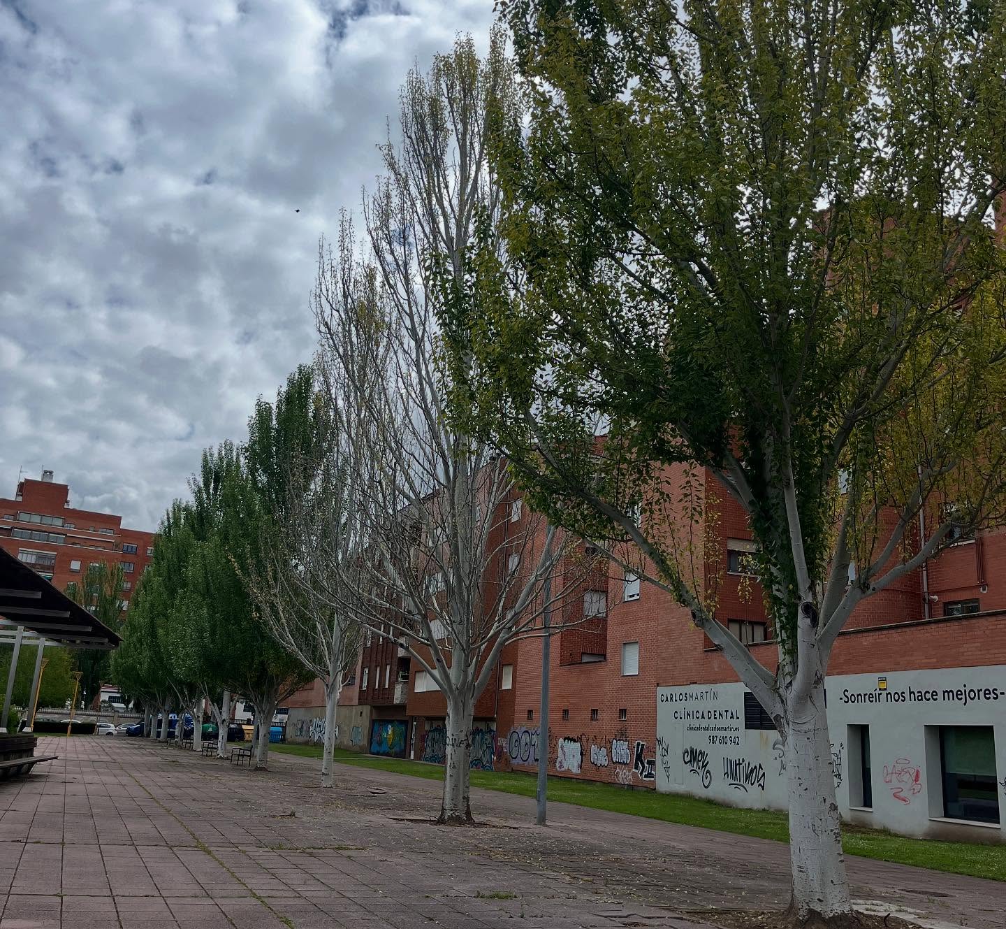 Árboles secos, ya sin hojas, en el parque de la Tolerancia de La Palomera. | L.N.C.