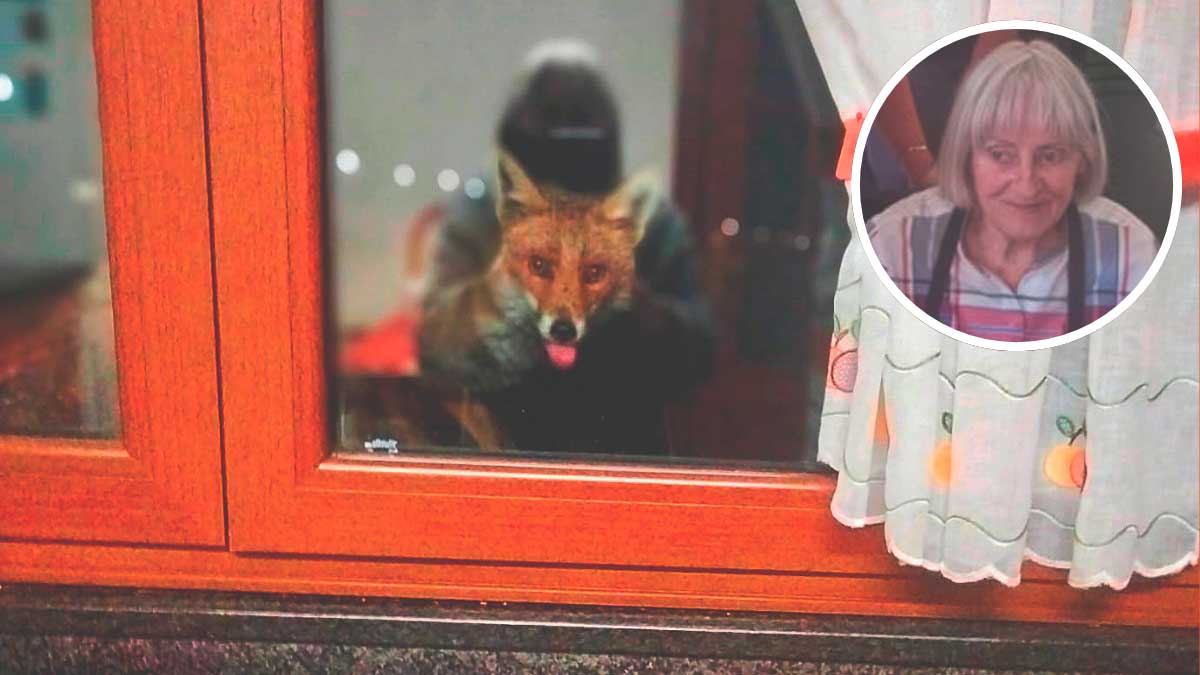 El joven zorro espera tranquilamente en la ventana de Mili a que ésta aparezca con el ‘menú’ que le ha preparado, «lo que más le gusta es la leche frita». | L.N.C.