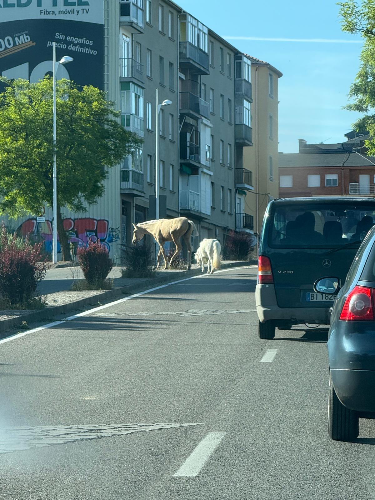 Dos caballos sueltos por la avenida del Bierzo. | Redes sociales