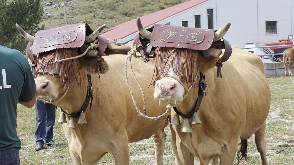 La Feria de Septiembre muestra ejemplares criado en las montanas de la zona. | HURTADO