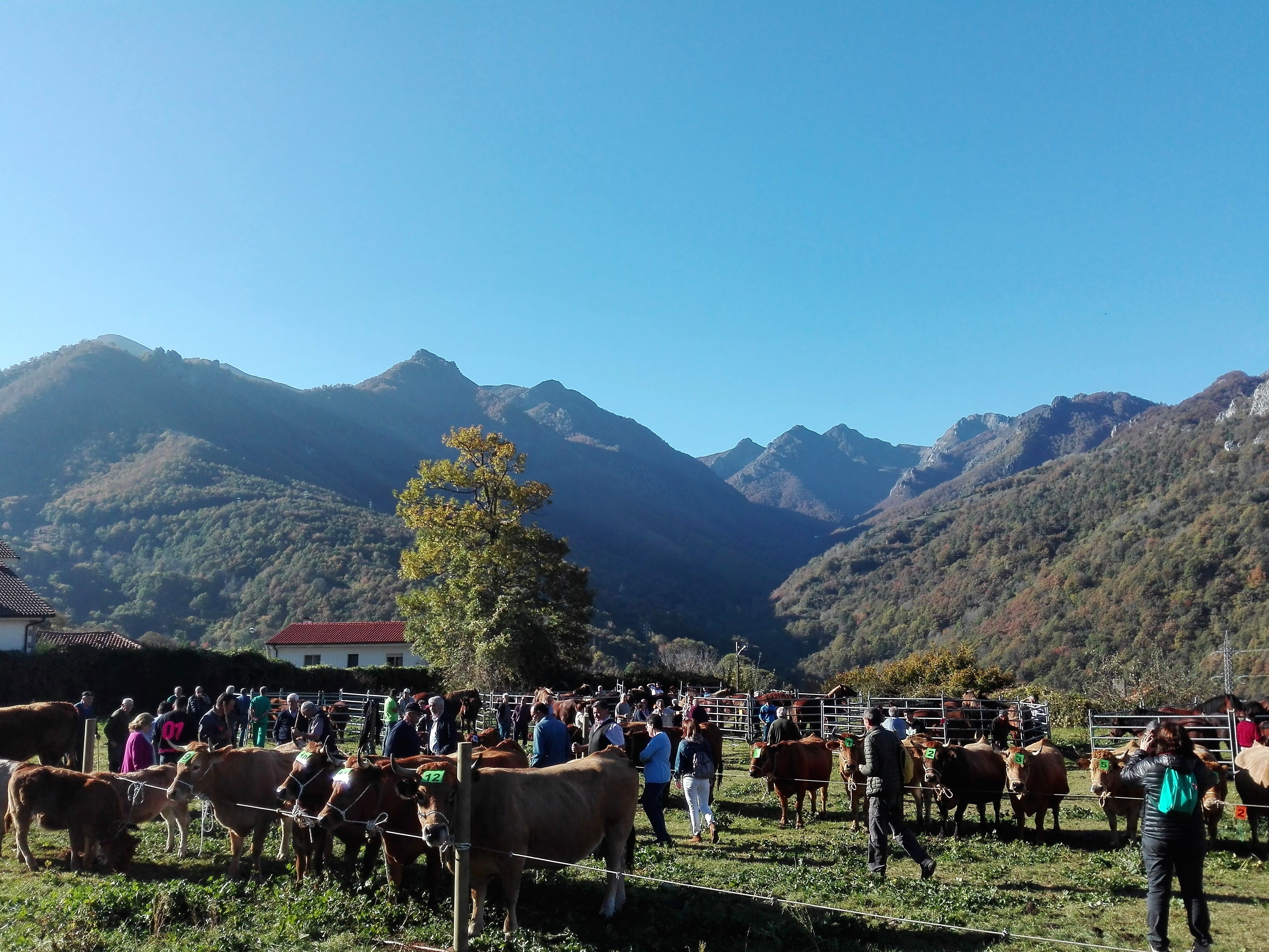 La finca La Cortina, en la imagen, acoge la parte ganadera de la programación.