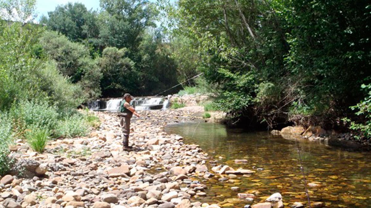 Un pescador, intentando capturar truchas en el río. | R.P.