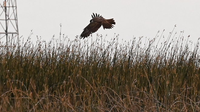 El reparto de las aves por los humedales es curioso, prefieren formaciones artificiales, como balsas de riego, a lagunas con Sentiz. | SAÚL ARÉN El reparto de las aves por los humedales es curioso, prefieren formaciones artificiales, como balsas de riego, a lagunas con Sentiz. | SAÚL ARÉN