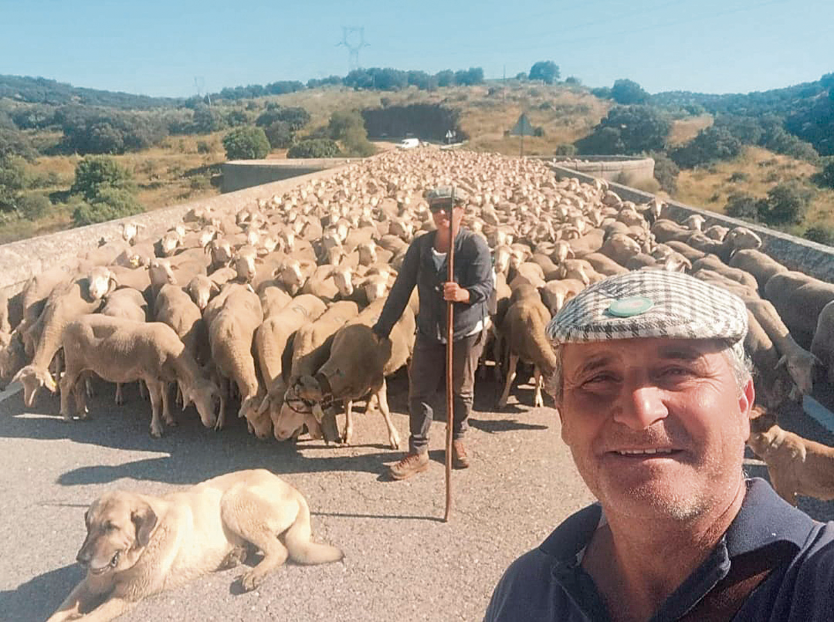 El rebaño de 1.700 ovejas que han iniciado en Trujillo el camino hacia Prioro y Valverde, conducidos por José Manuel y una cuadrilla de 11 trabajadores. | L.N.C.