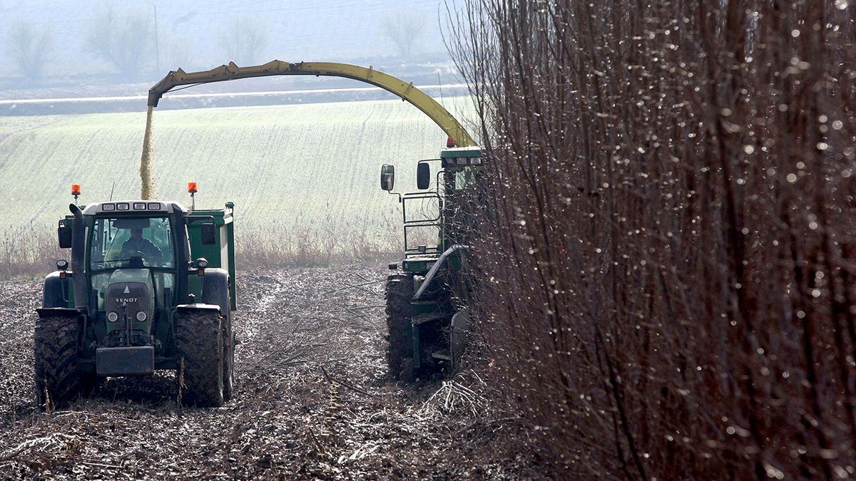 Labores agrícolas de recolección de materia prima para biomasa. | ICAL