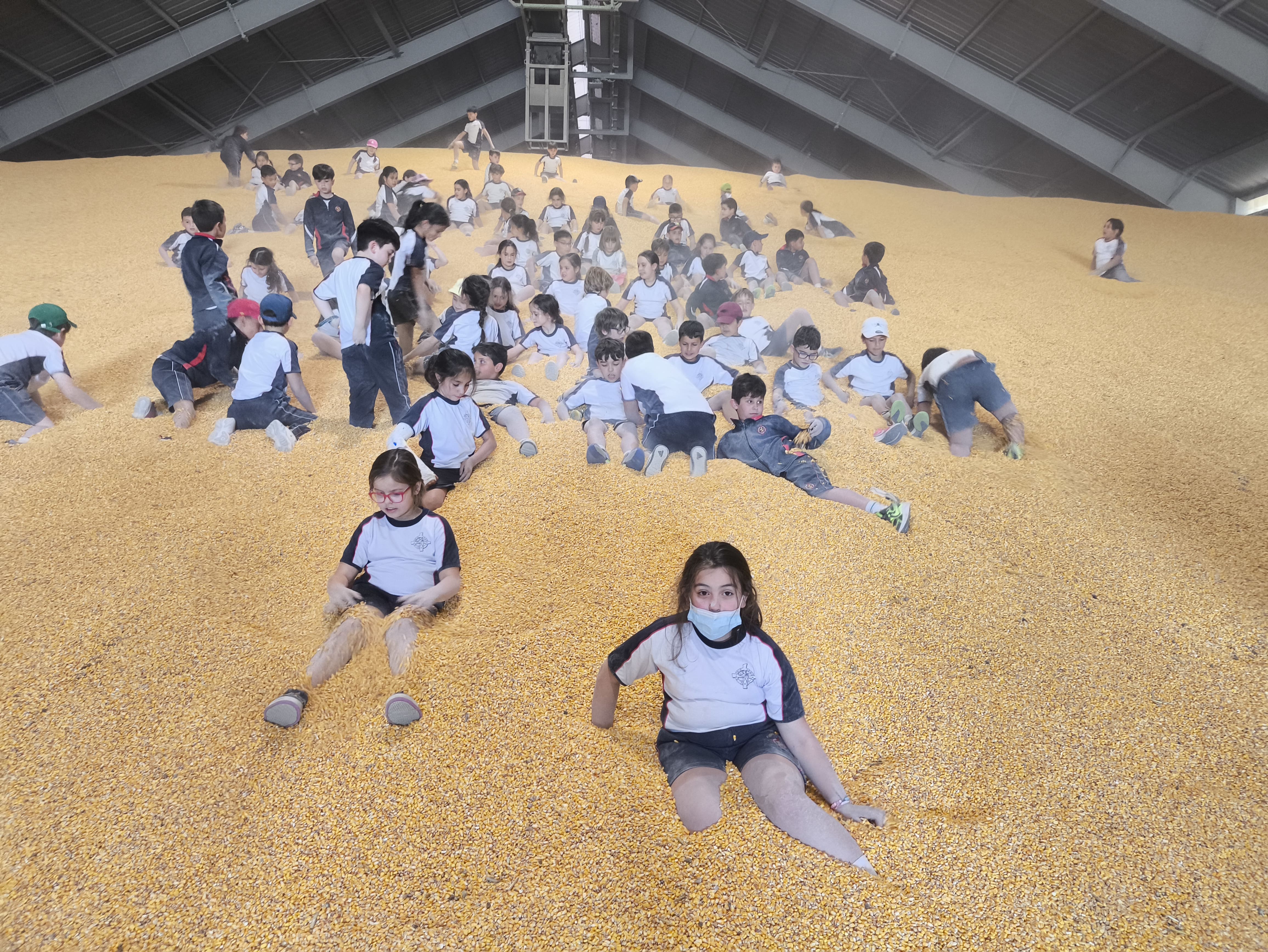 Alumnos del Leonés tirándose por los maíces de la cooperativa Ucogal. | L.N.C.