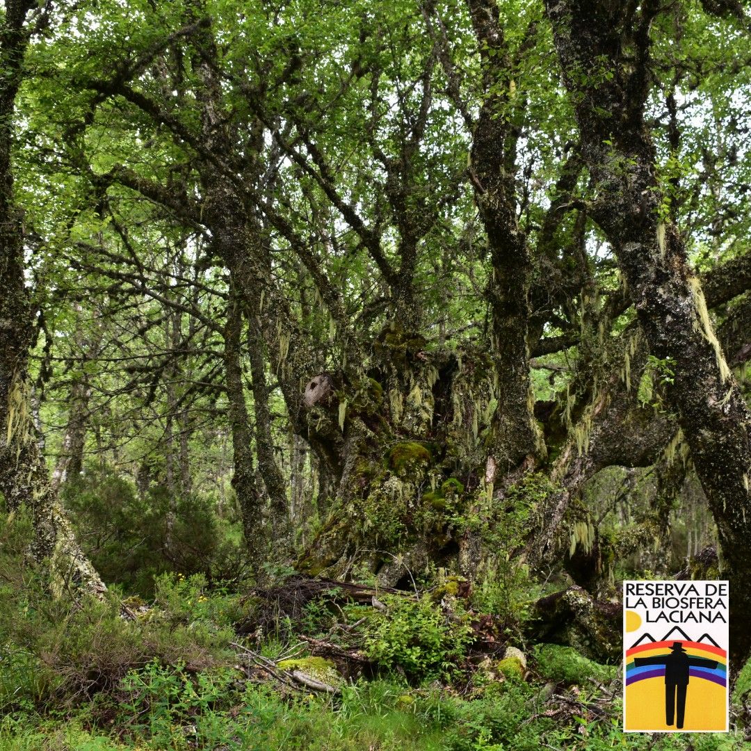 Detalle de un espectacular bosque en el Valle de Laciana. | R. B. VALLE DE LACIANA