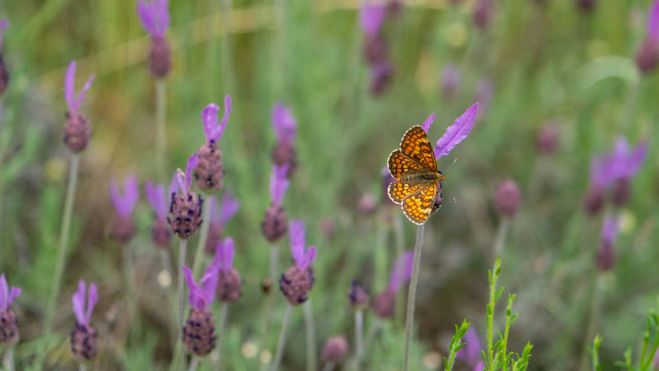 Mariposas sobre los cantuesos. | VICENTE GARCÍA