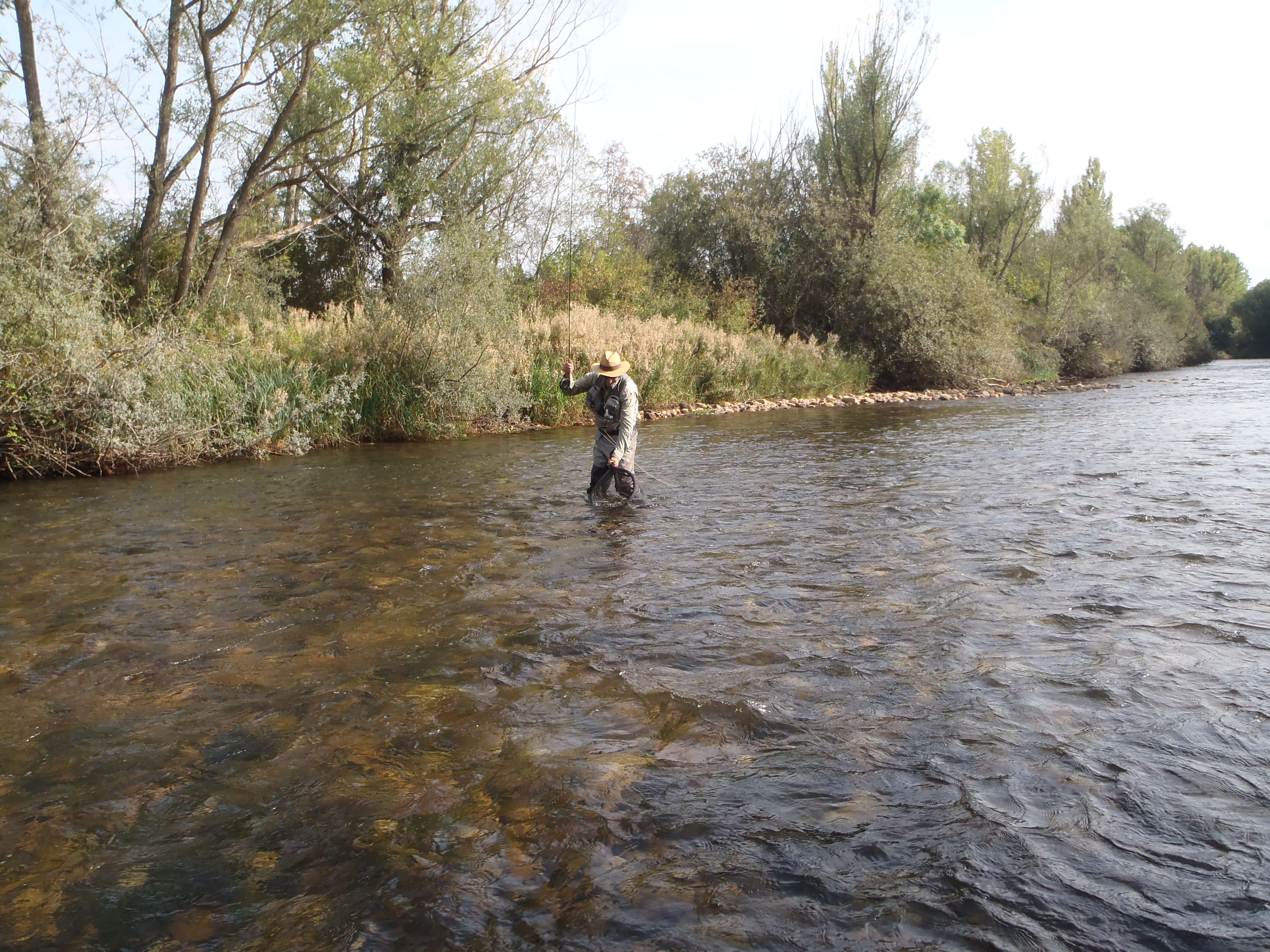 Pescador cobrando una trucha en el río Porma. RPN