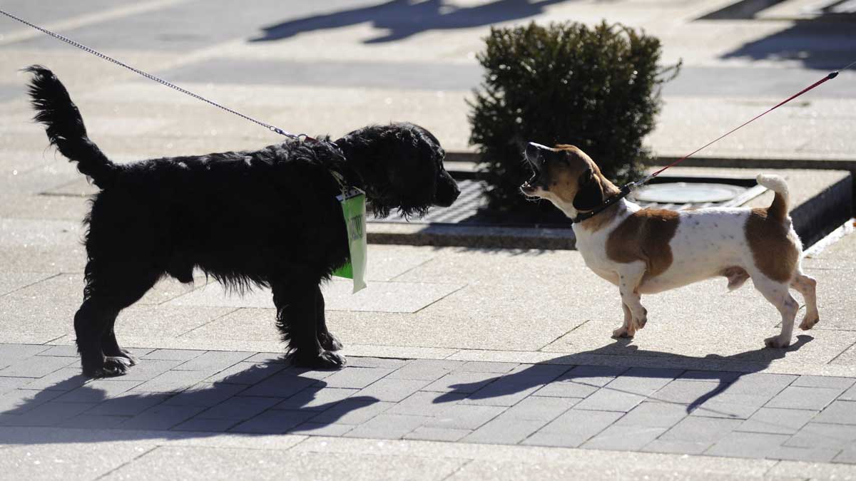 Dos perros pasean por una calle de León.| DANIEL MARTÍN