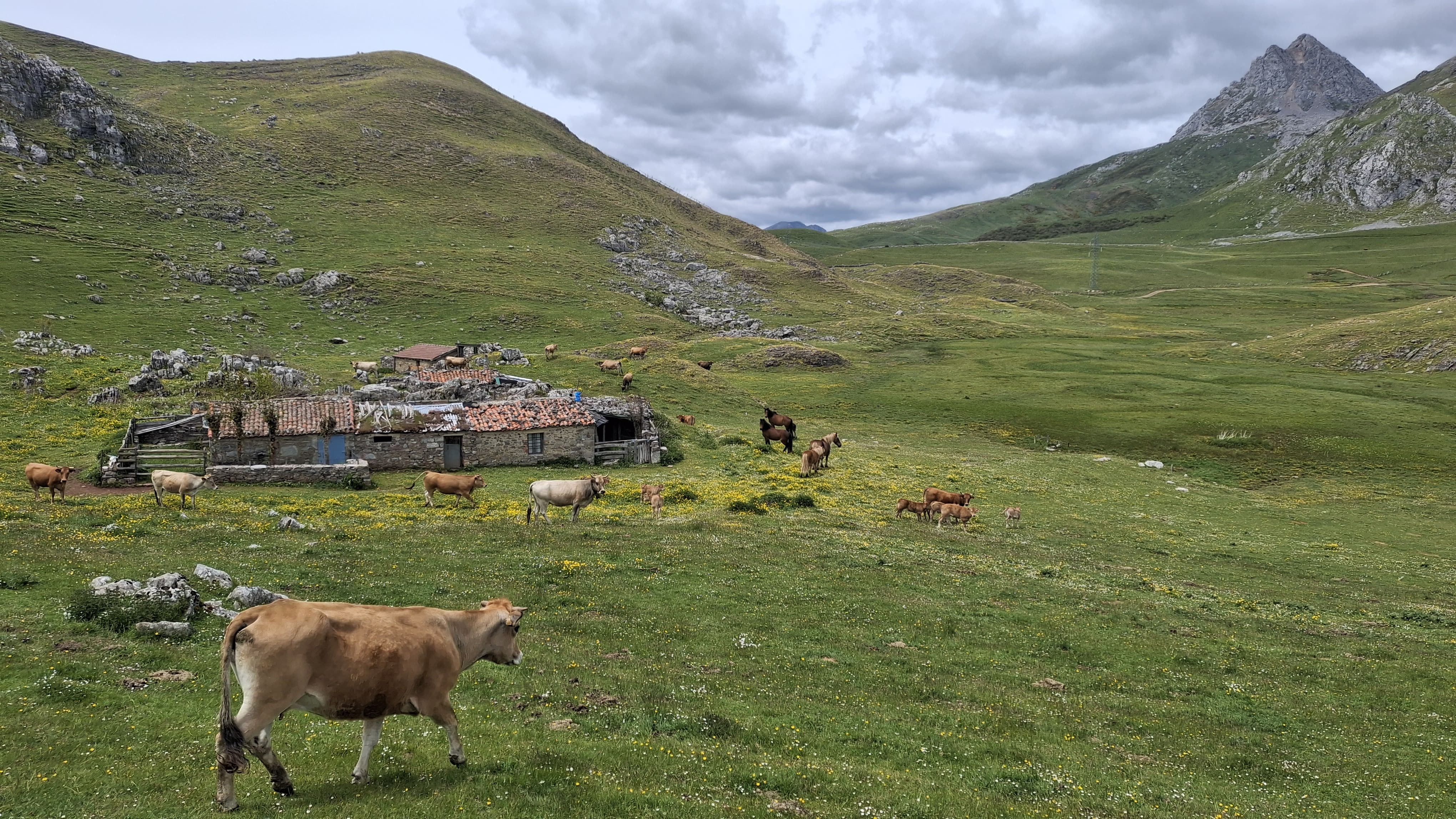 Vacas asturianas en el puerto de Pinos este mes de junio. | L.N.C.
