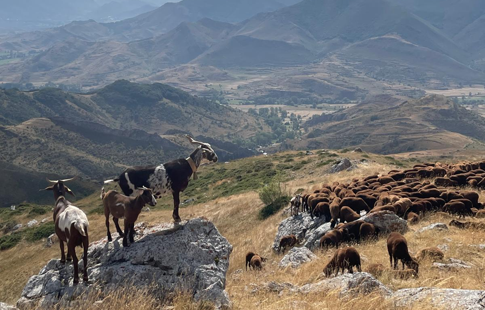 Ganado por las montañas de la comarca de Babia. | L.N.C. Ganado por las montañas de la comarca de Babia. | L.N.C.