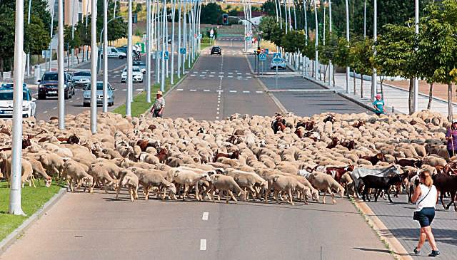 Imagen de un rebaño trashumante a su paso por la ciudad de León. | ICAL Imagen de un rebaño trashumante a su paso por la ciudad de León. | ICAL