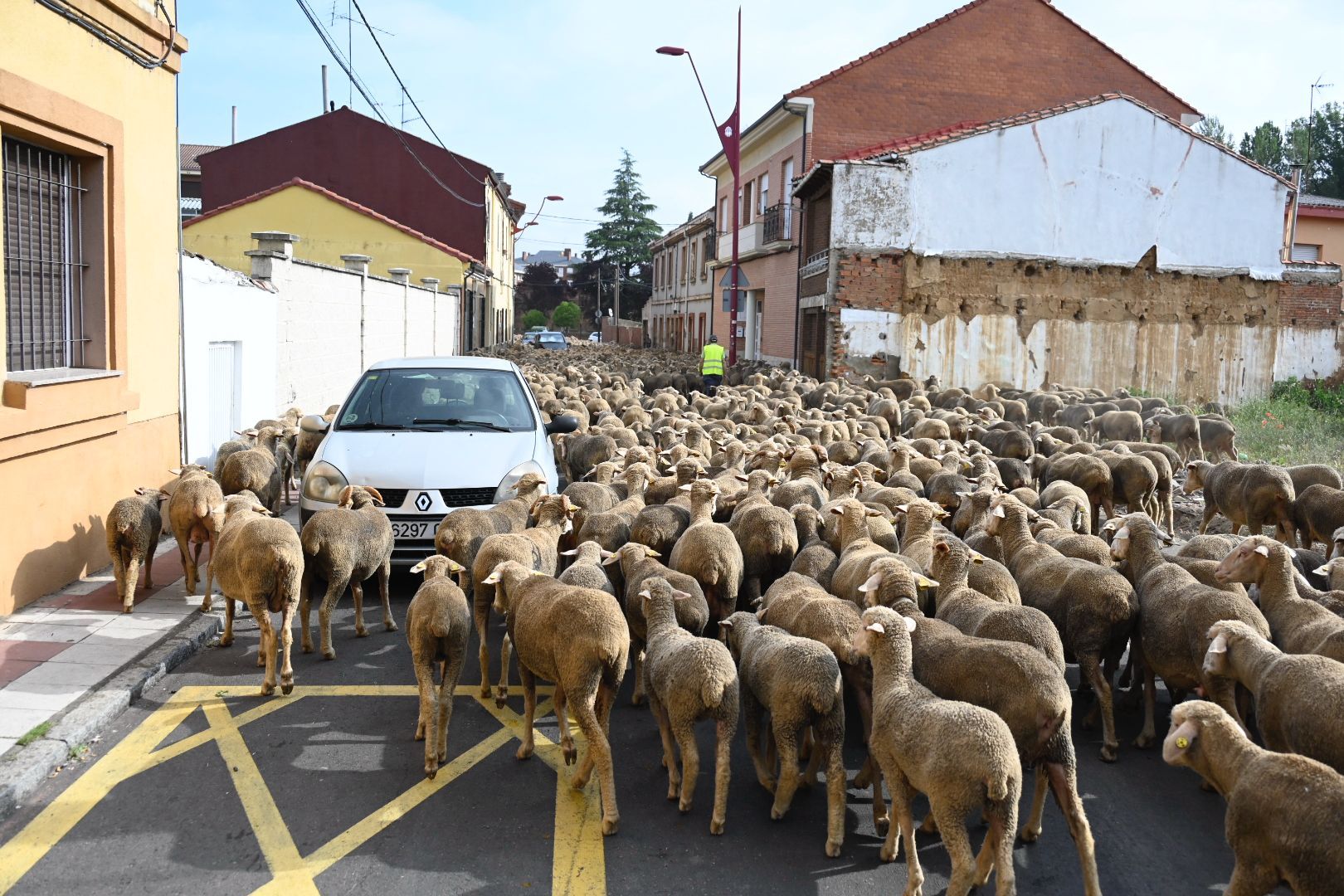 Rebaño trashumante (1)