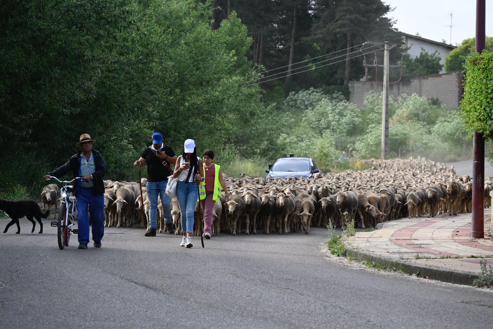 Rebaño trashumante (2)
