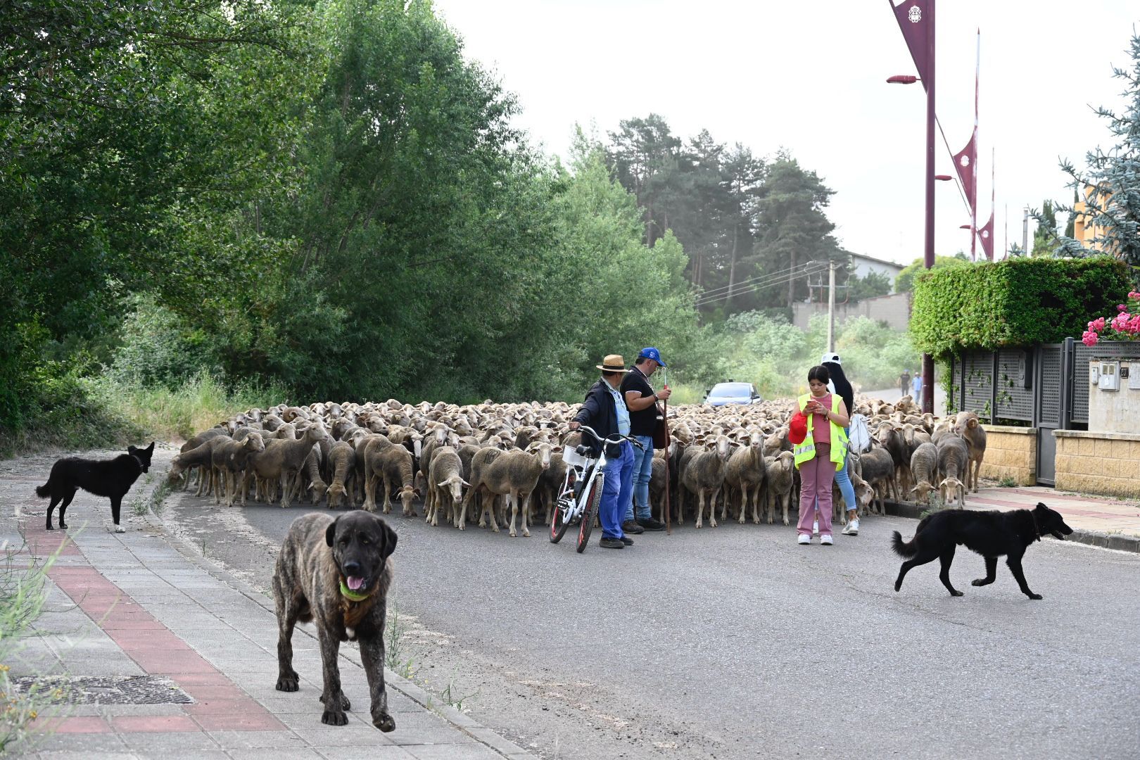 Rebaño trashumante (3)