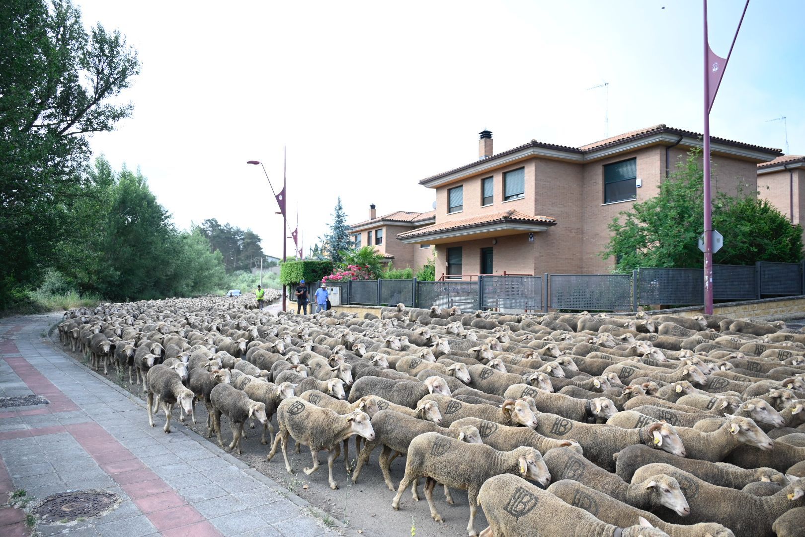 Rebaño trashumante (4)