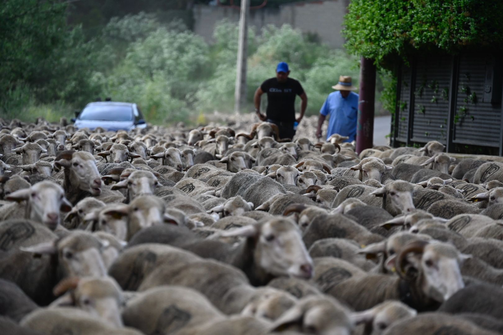 Rebaño trashumante (5)