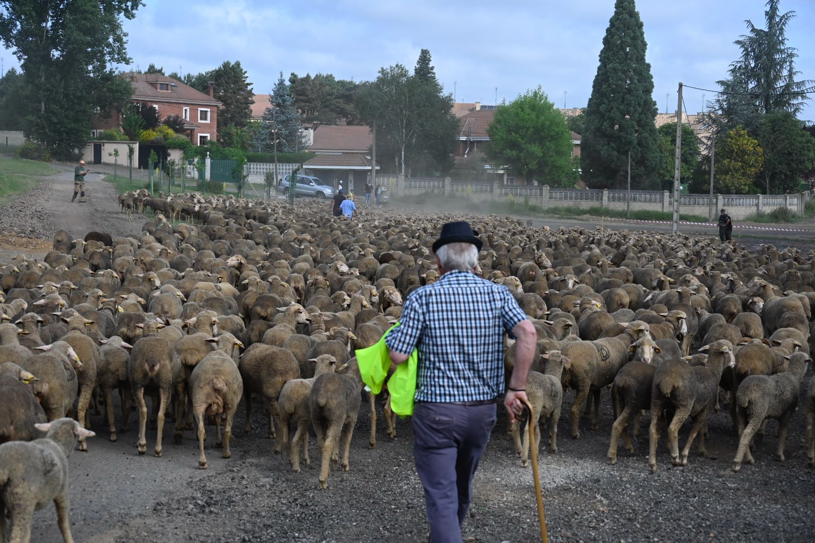 Rebaño trashumante (6)