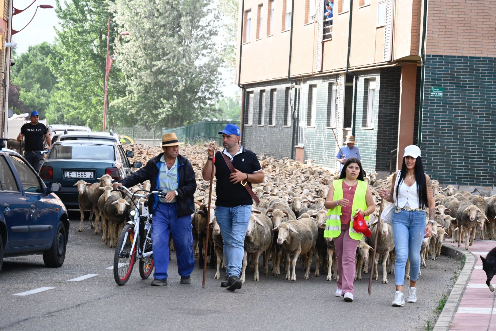 Rebaño trashumante (7)