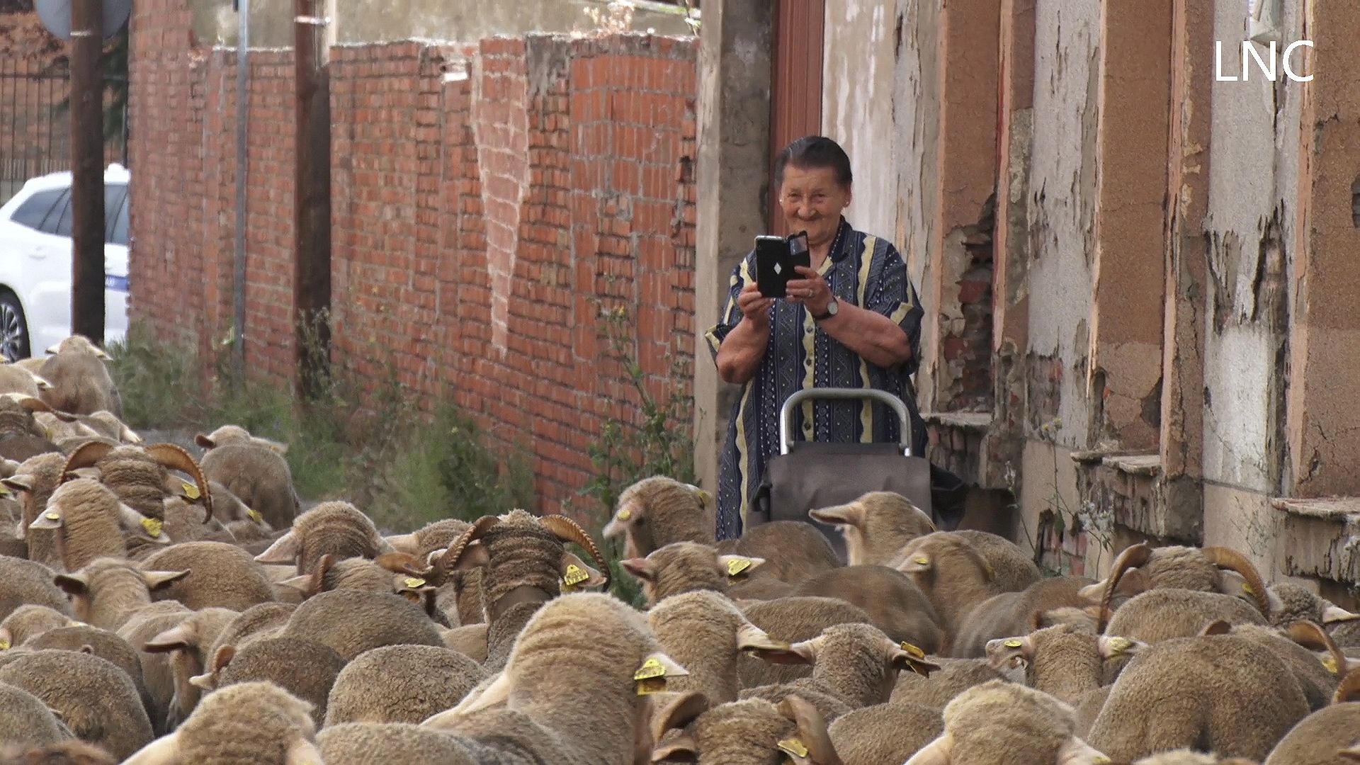 León despierta al son de cencerros y balidos
