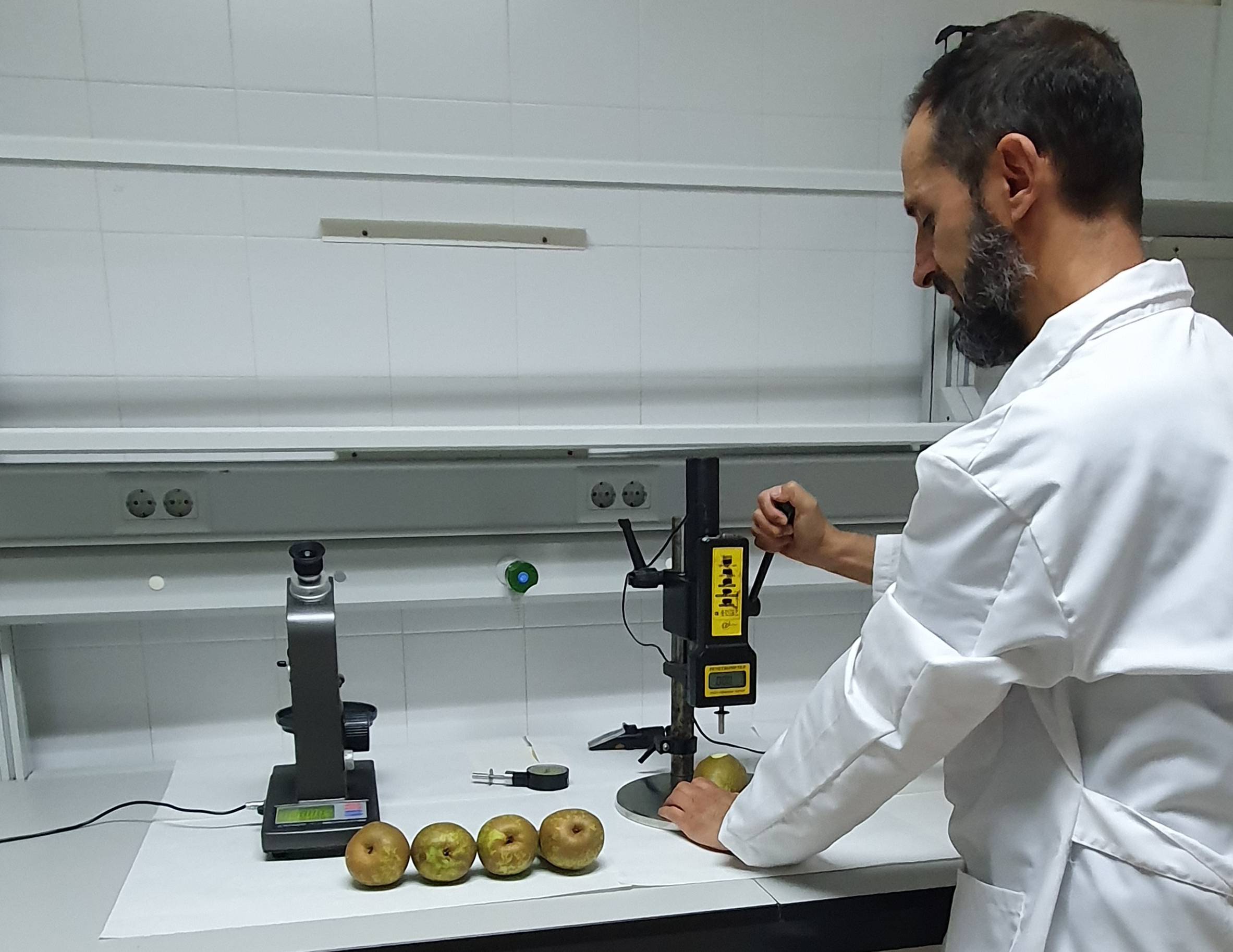 Marcos Guerra Sánchez, uno de los investigadores, estudiando la pera Conferencia.
