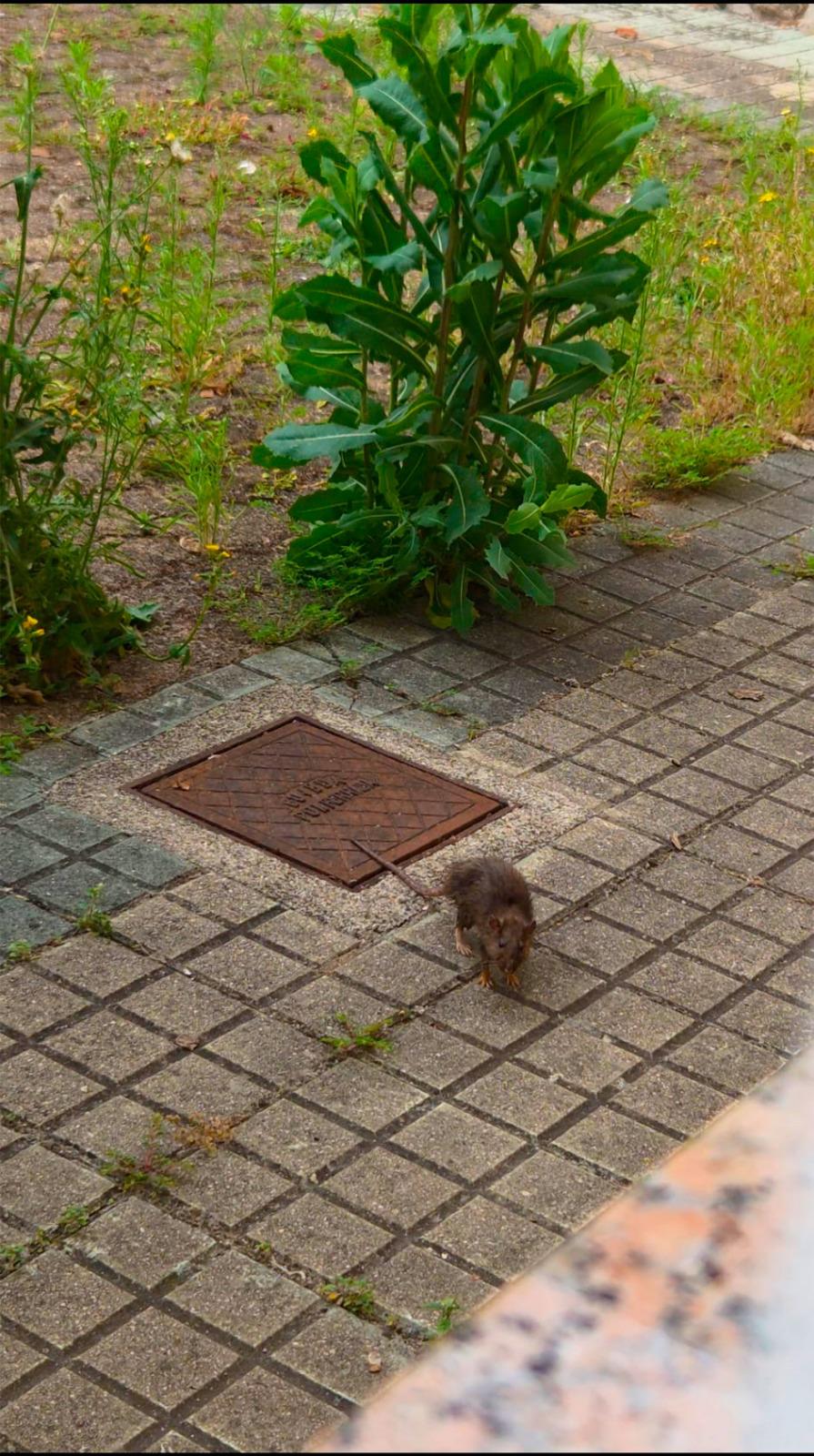 Los vecinos han fotografiado las ratas paseando por sus aceras. 