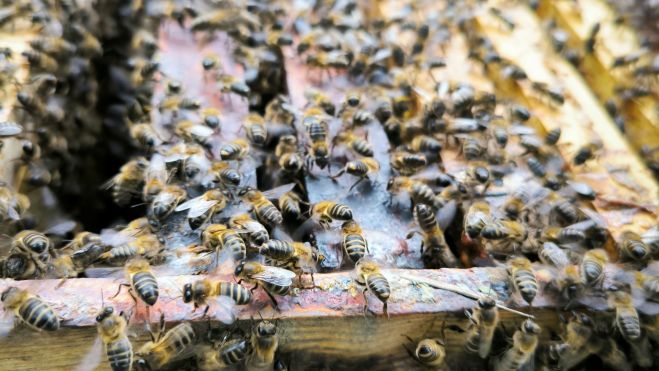 colmena con población normal de abejas