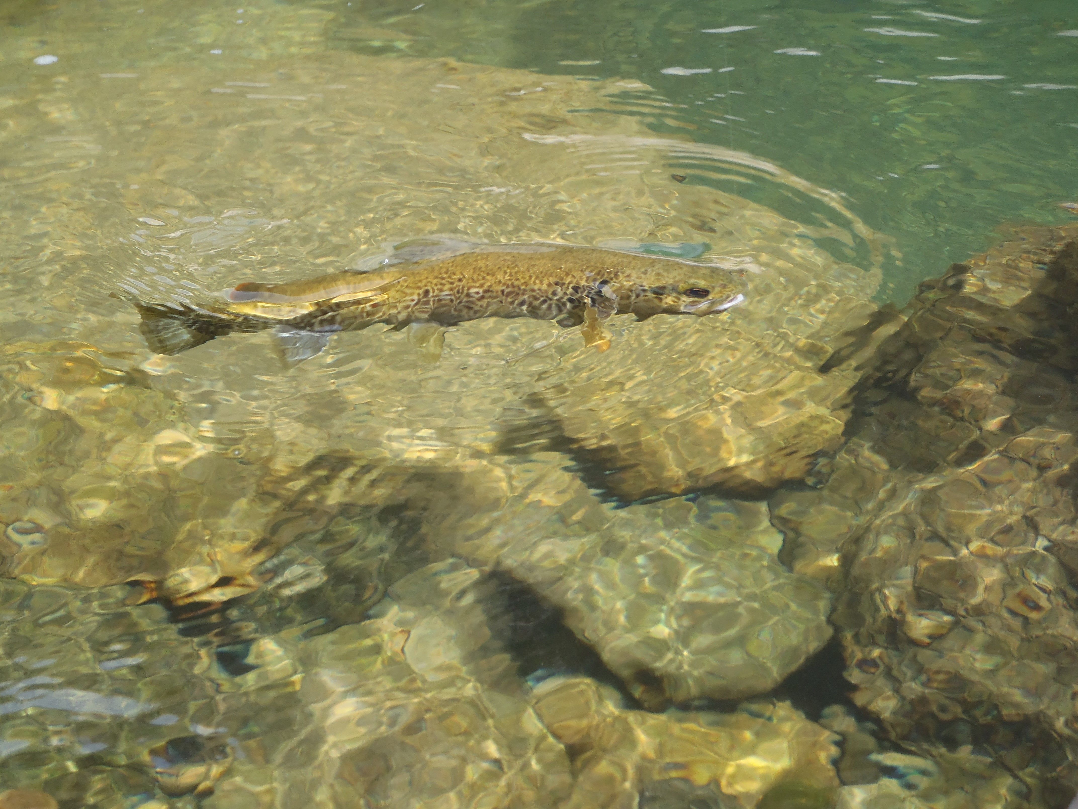 Trucha cebándose en el río Esla. R.P.N
